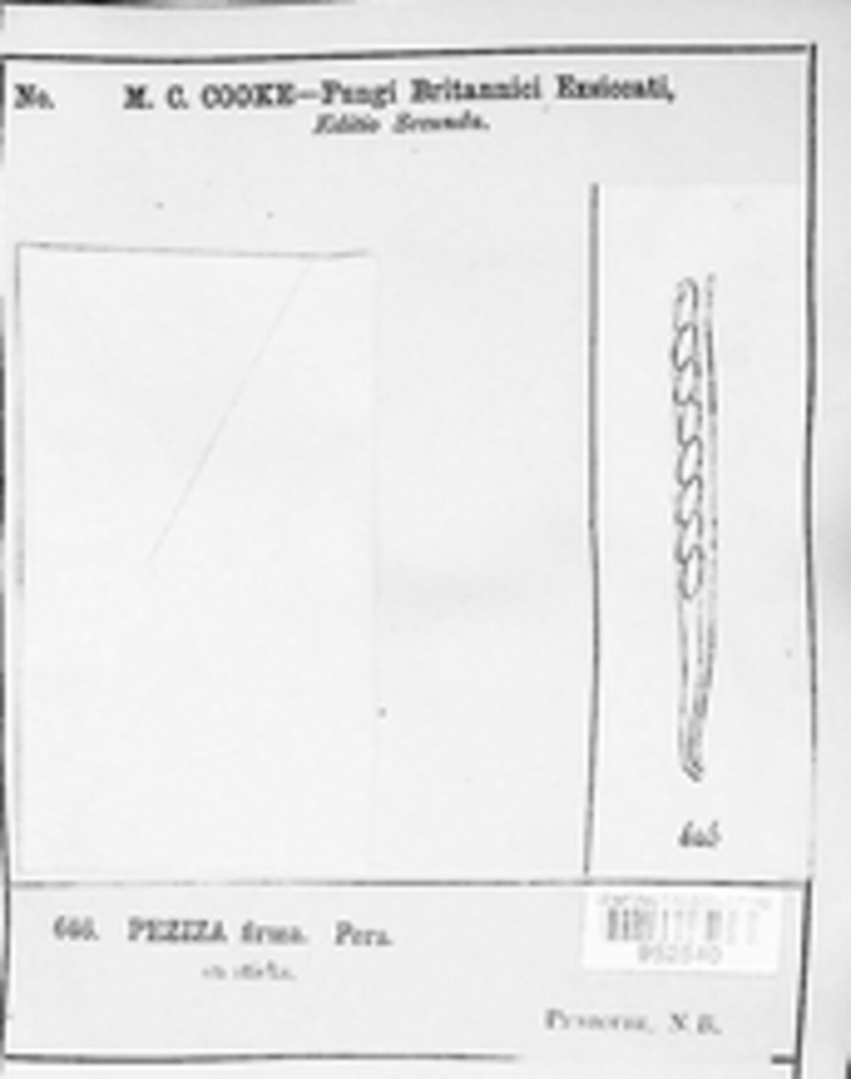 Rutstroemia image